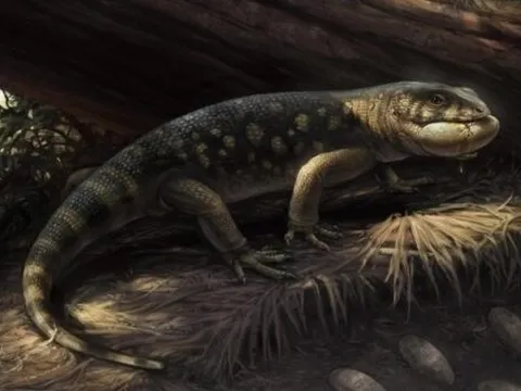 Morocco: Phát hiện dấu chân thằn lằn cổ đại quý hiếm từ kỷ Jura