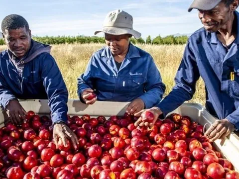 Tình hình xuất khẩu: Trái cây Nam Phi giữ đầu ra tại Trung Đông; sầu riêng Thái Lan gặp khó; tôm Indonesia lấy lại chìa khóa vào Mỹ