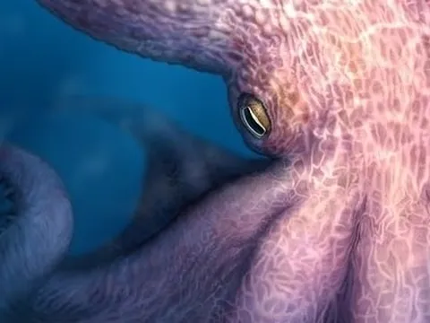 Bạch tuộc khổng lồ thời kỷ Phấn trắng dài gần 20m, có lực cắn rất mạnh