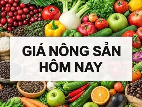 Giá nông sản hôm nay 1/5/2026: Giá cà phê mất đà, Giá tiêu tăng mạnh; Lý do Trung Quốc đơn phương miễn thuế với nhiều nước châu Phi?