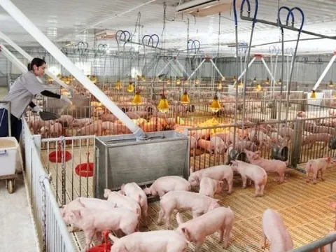 Giá heo hơi hôm nay 4/5: Một địa phương phía Nam bất ngờ tăng vọt, cả nước dao động từ 63.000 - 70.000 đồng/kg