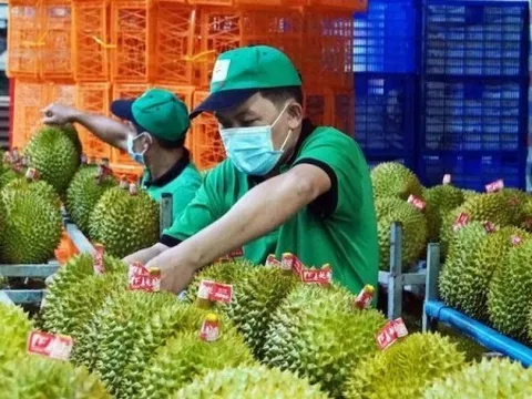 Hướng dẫn triển khai Nghị định 38 liên quan đến quản lý mã số vùng trồng ở cơ sở đóng gói