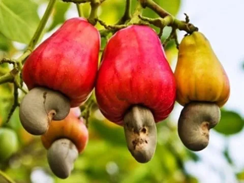 2 loại hạt được ví như "máy sạc tự nhiên" cho não, hạt số 1 ở quê có nhiều nhưng ít ai hay