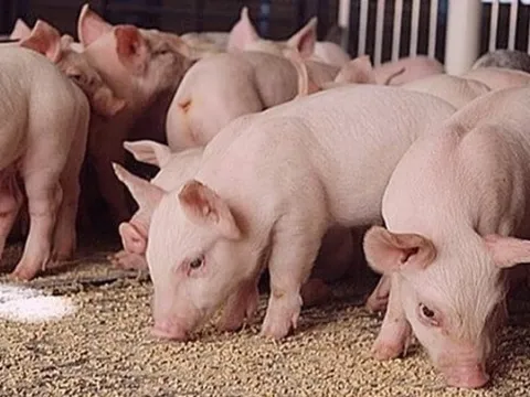 Giá heo hơi hôm nay 26/5: Miền Bắc và Trung - Tây Nguyên tăng nhẹ, miền Nam đi ngang