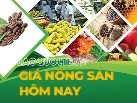 Giá nông sản hôm nay 27/5/2026: Giá cà phê trong nước tìm được trụ đỡ, đẩy giá lên; Bộ NN&MT siết truy xuất nguồn gốc nông sản xuất khẩu