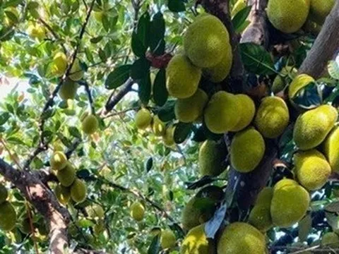 Cận cảnh cây mít tố nữ 'mất mùa vẫn có 400 quả' gây bão mạng ở Đà Nẵng