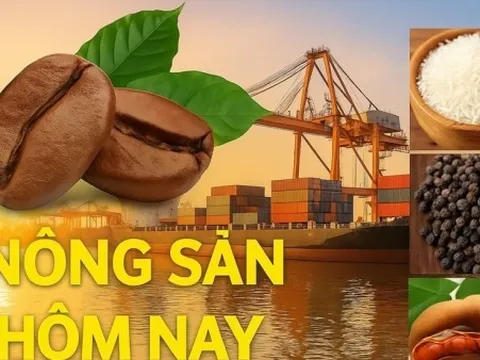 Giá nông sản hôm nay 8/6/2026: Giá cà phê giảm sâu liên tiếp, áp lực bán tiếp tục tăng mạnh; Giá dầu tăng vọt, OPEC+ có thể sắp quyết tăng nguồn cung