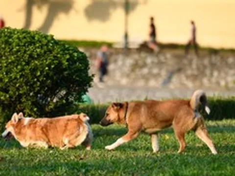 Không đeo rọ mõm cho chó ở nơi công cộng bị phạt tới 2 triệu đồng