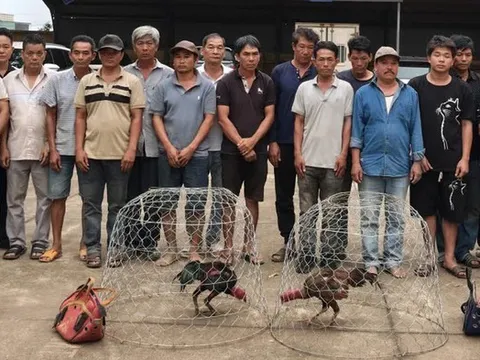 Đột kích sới gà, bắt quả tang 31 người chơi đá gà ăn tiền