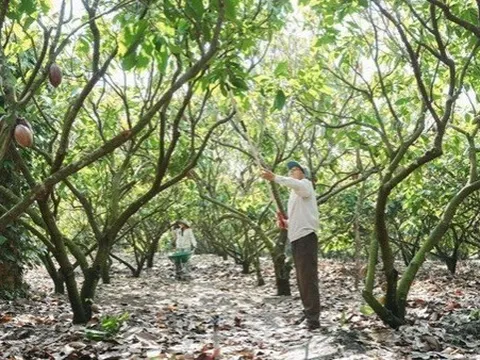 Từ phụ phẩm cacao đến hướng đi cho nông nghiệp xanh và phát triển bền vững