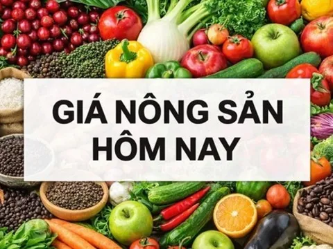Giá nông sản hôm nay 26/6/2026: Giá cà phê trước nghịch lý được mùa vẫn 'khát hàng', giá gạo xuất khẩu tăng; Thêm một thành viên muốn rời OPEC