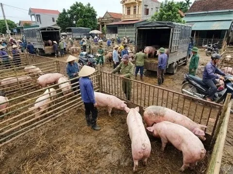Giá heo hơi hôm nay 3/7: Đi ngang trên cả ba miền, vùng giá ổn định 60.000 - 66.000 đồng/kg