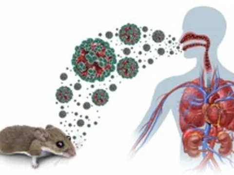Bộ Y tế thông tin về dịch bệnh do virus Hanta