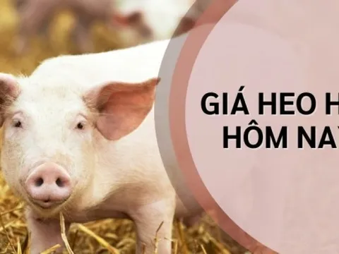 Giá heo hơi hôm nay 4/7: Tăng giảm trái chiều, miền Bắc biến động, miền Nam phục hồi, giao dịch từ 60.000 - 66.000 đồng/kg