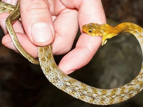Đang quét sân, người đàn ông bị rắn "cực độc" cắn