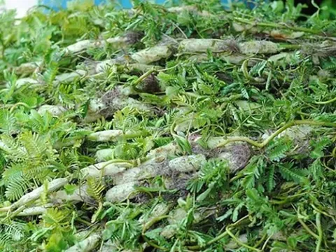 Ăn 1 nắm rau này "tốt ngang thịt", nhìn qua tưởng cỏ dại