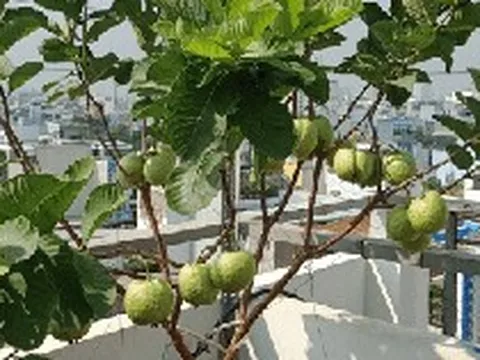 5 lý do vì sao nên trồng một cây ổi trong nhà