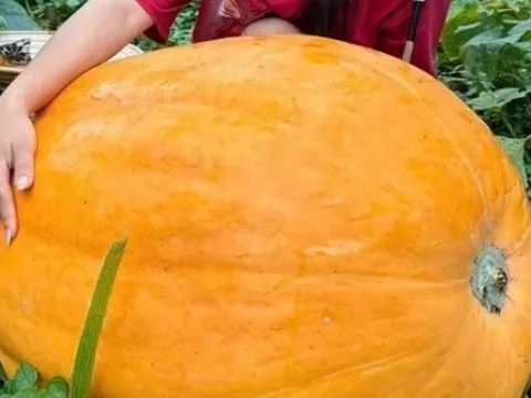 Sức hút từ những quả bí ngô khổng lồ nặng hơn 100kg tại Quảng Ninh