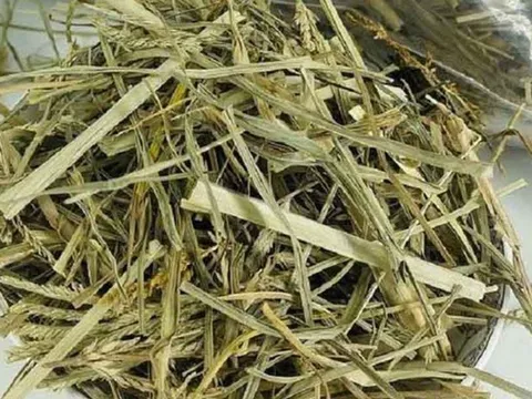 Thứ cỏ mọc dại "nhổ đi không hết" lại là vị thuốc quý giúp thanh nhiệt, mát gan