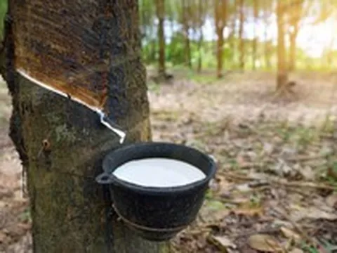 Sang Campuchia buôn “vàng trắng”, lãi hơn 300 tỷ đồng một năm