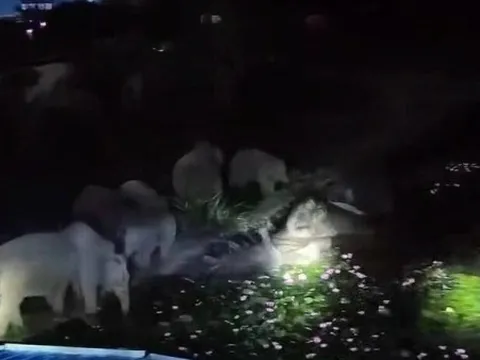 50 con voi hoang dã kéo vào khu dân cư ở Vân Nam, Trung Quốc