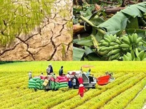 Nâng mức hỗ trợ phí bảo hiểm nông nghiệp