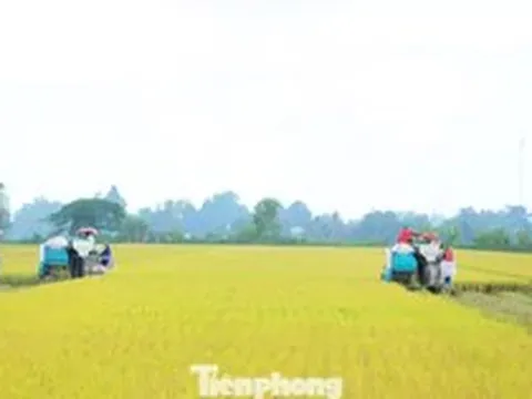 Đề án 1 triệu ha lúa: Thí điểm rực rỡ, thực tế... chưa có dự án nào