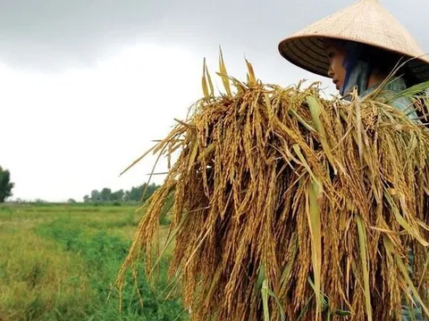 Nâng mức hỗ trợ phí bảo hiểm nông nghiệp tới 95%