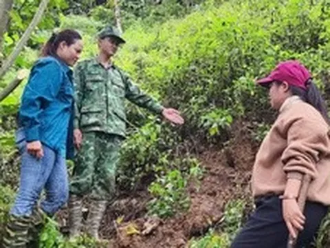 Đà Nẵng: Phát hiện vết nứt dài trên núi, sơ tán khẩn cấp 40 hộ dân