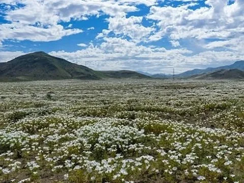 Sa mạc nở hoa sau mưa lớn kỷ lục do El Niño tại Chile