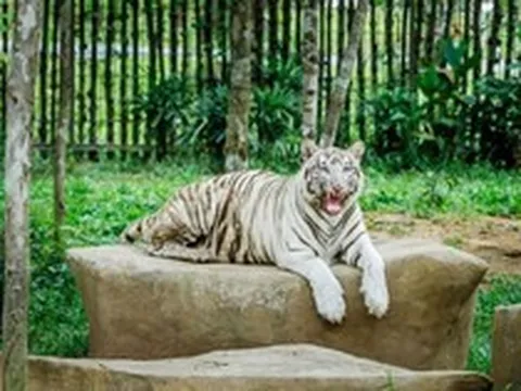 Tỷ phú Phạm Nhật Vượng tuyển người phát thức ăn cho hổ, báo, sư tử…thậm chí bơi cùng nàng tiên cá
