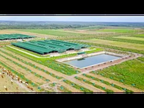 Vì sao Thaco Agri bị xử phạt?