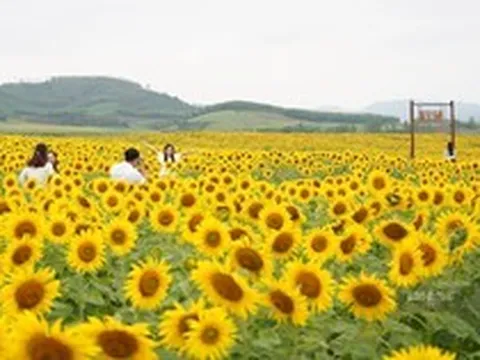 Tuần sau, bà Thái Hương mở cửa miễn phí cánh đồng hướng dương 500.000m2, cơ hội ngắm hoa từ khinh khí cầu trong 2 ngày