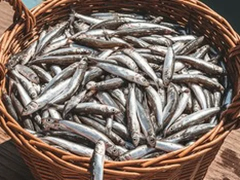 2 loại cá bán đầy ngoài chợ, giá bình dân nhưng tốt cho xương khớp, nhiều người lại bỏ qua