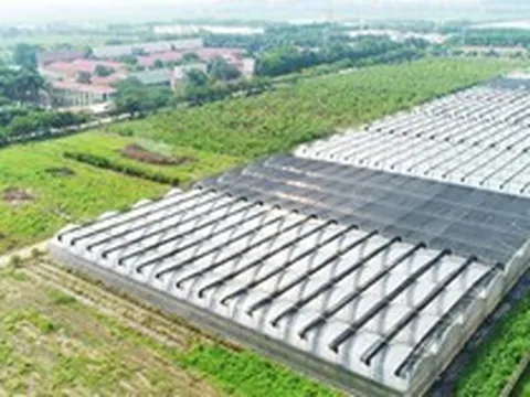 Giá lợn hơi giảm, Dabaco báo lãi ròng quý III/2026 giảm hơn 41% dù doanh thu tăng