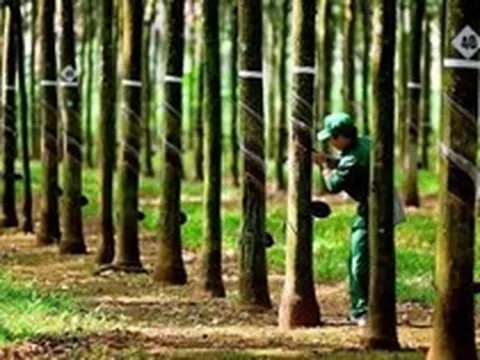 Công ty cao su báo doanh thu cao nhất 55 quý, cổ phiếu đã tăng 30% trong 3 tháng qua