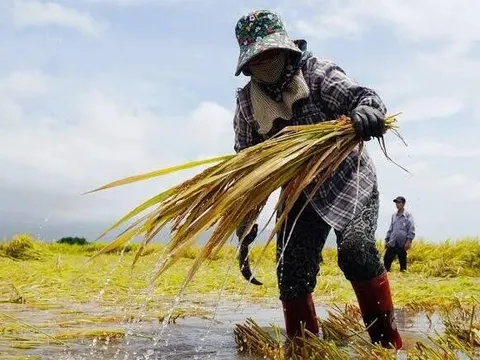 Hộ nghèo, cận nghèo được hỗ trợ tối đa 95% phí bảo hiểm nông nghiệp