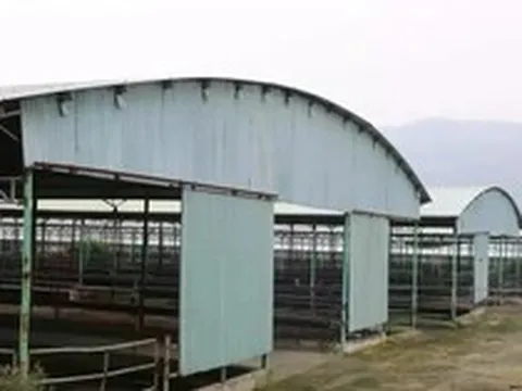 Đấu giá, thu hồi nợ 'siêu dự án' chăn nuôi bò ở Hà Tĩnh
