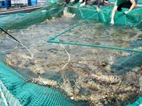 Doanh thu hàng nghìn tỷ đồng, một 'ông lớn' chuyên bán tôm hùm cho Trung Quốc sắp IPO
