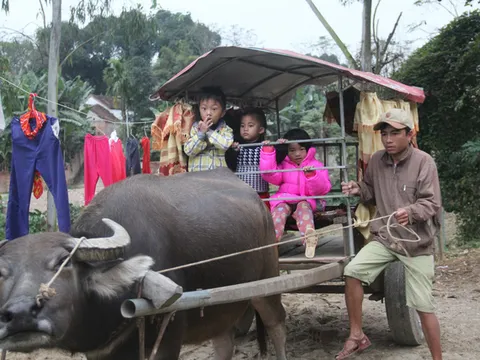 Cảm động người cha tàn tật dùng xe trâu chở con gái tới trường