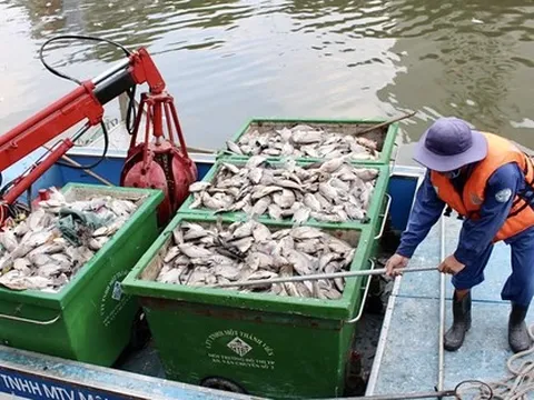 Cá chết trắng trên kênh Nhiêu Lộc – Thị Nghè ở TP.HCM