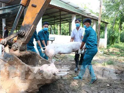 Phát hiện một hộ chăn nuôi có lợn mắc bệnh Dịch tả lợn châu Phi ở huyện Ứng Hòa