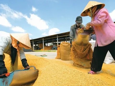 Xuất khẩu gạo nhiều lại lo?