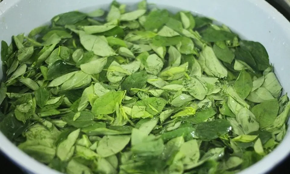 Loại rau quen thuộc từng làm hàng rào, nay được săn tìm vì được ví như “cây thuốc”